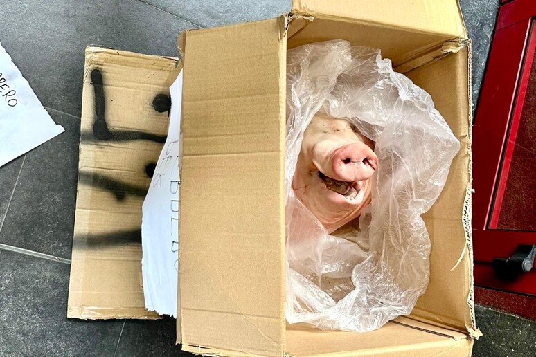 La testa di maiale recapitata stamane davanti alla sede della Sampdoria a Genova con un biglietto di minacce contro Ferrero e Romei - RIPRODUZIONE RISERVATA