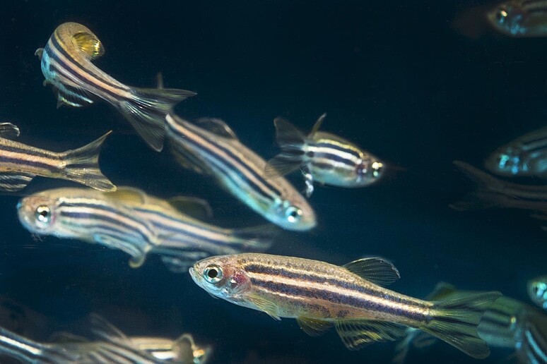 Zebrafish (credit: Oregon State University, da Wikipedia) - RIPRODUZIONE RISERVATA