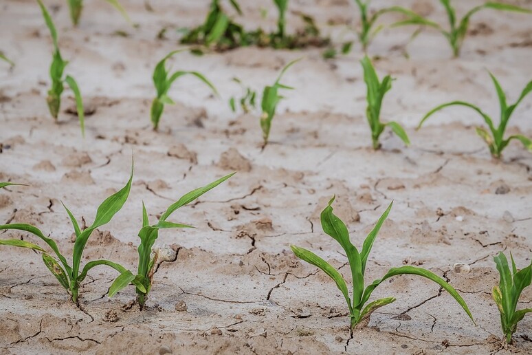 La siccità collegata all’emergere di conflitti nell’America Centrale (fonte: Pixabay) - RIPRODUZIONE RISERVATA