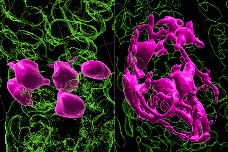 In rosa le cellule staminali che maturano e colorano i capelli (fonte: Springer-Nature Publishing) - RIPRODUZIONE RISERVATA