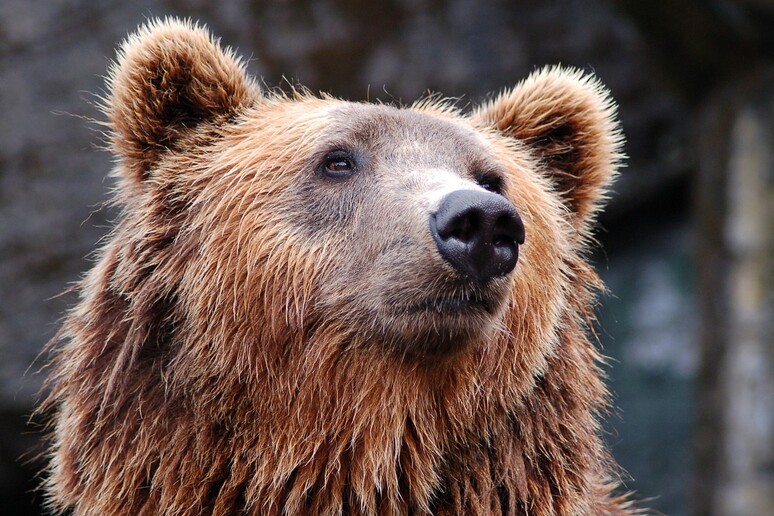 Un orso nel Parco Nazionale d 'Abruzzo (fonte: Pixabay) - RIPRODUZIONE RISERVATA