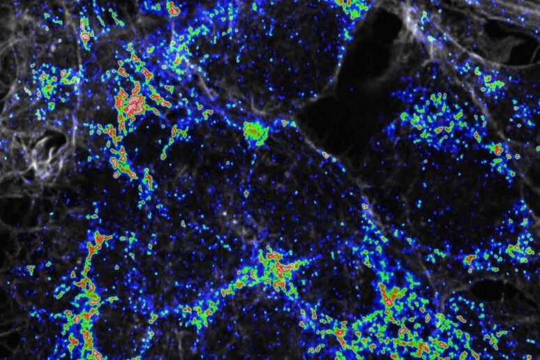 Mitocondri nella cellula durante lo stress metabolico: in rosso le zone in cui l 'aumento è notevole, in verde quelle in cui è moderato, in blu le aree in cui i mitocondri sono in calo (fonte: Salk Institute) - RIPRODUZIONE RISERVATA