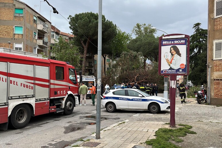 Maltempo, uomo morto per la caduta di un albero a Reggio Calabria - RIPRODUZIONE RISERVATA