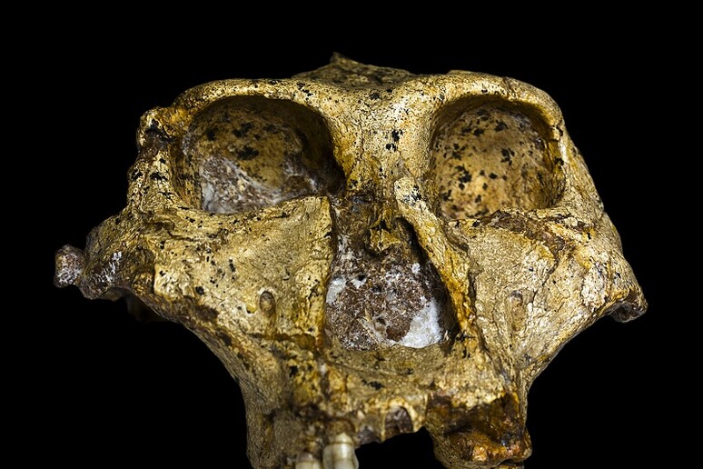 Un cranio di Paranthropus robustus trovato in Sud Africa (fonte: J. Braga e D. Descouens, Ditsong National Museum of Natural History, CC BY-SA 4.0) - RIPRODUZIONE RISERVATA