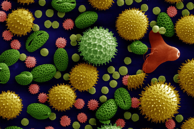 Pollen  (fonte: Dartmouth Electron Microscope Facility) - RIPRODUZIONE RISERVATA