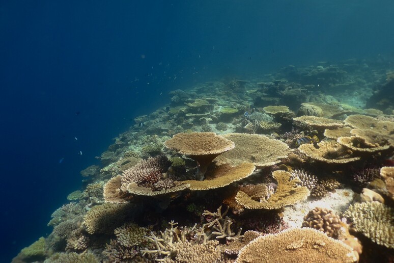 Scogliera corallina in fase di recupero nei pressi del MaRHE center, isola di Magoodhoo, Atollo di Faafu, Maldive (fonte: Università Milano-Bicocca) - RIPRODUZIONE RISERVATA
