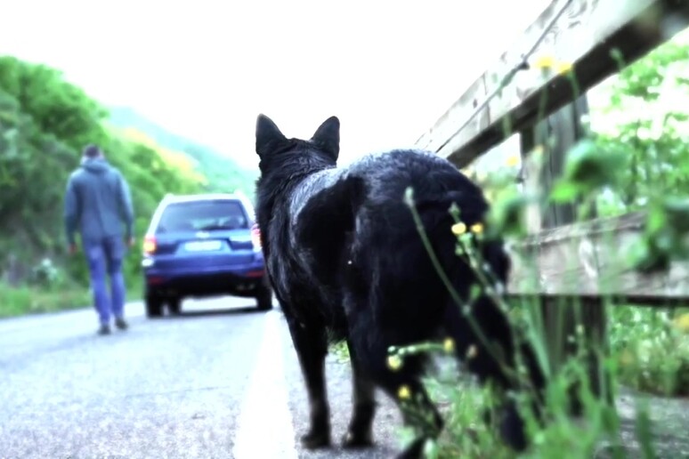 Un fermo immagine tratto da un video della polizia sull 'abbandono di animali -     RIPRODUZIONE RISERVATA