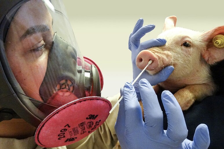 Un maiale sottoposto a tampone per l’influenza (fonte: M.Marti e A.Grimes, USDA, CC-BY 2.0) - RIPRODUZIONE RISERVATA
