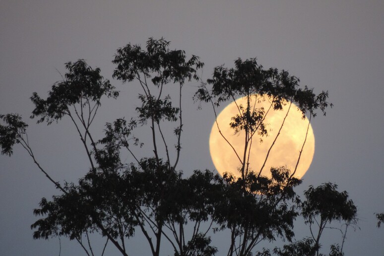 Una Superluna, fotografata in Australia (fonte: Roger Purdie da Pixabay) - RIPRODUZIONE RISERVATA
