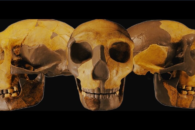 Il cranio dell 'ominide scoperto in Cina (fonte: Wu et al., Journal of Human Evolution, 2023) - RIPRODUZIONE RISERVATA