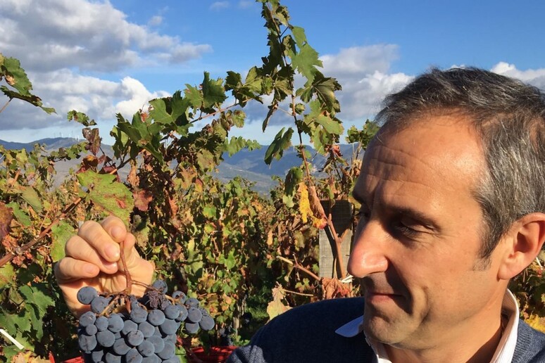 Andrea Lonardi (Consorzio Valpolicella) promosso Master of Wine - RIPRODUZIONE RISERVATA