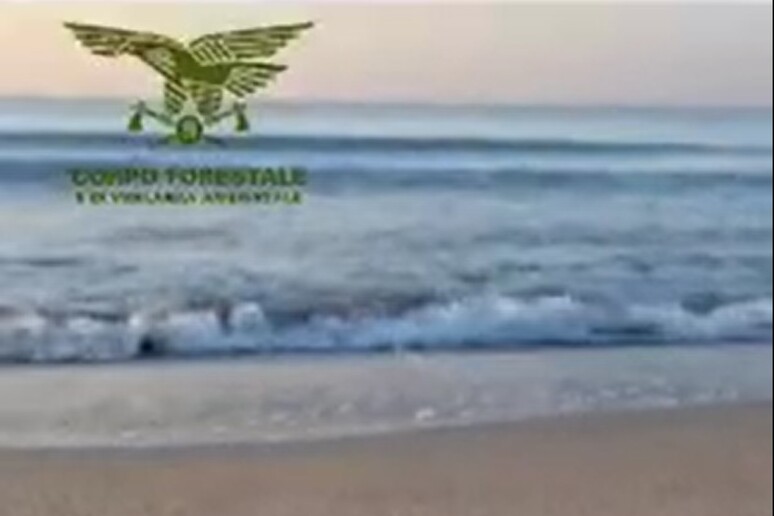In spiaggia a Cagliari nuova schiusa di uova di Caretta Caretta - RIPRODUZIONE RISERVATA