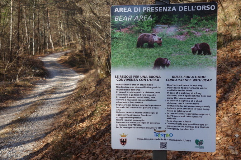 Spray anti-orso, le regole per il Corpo forestale trentino