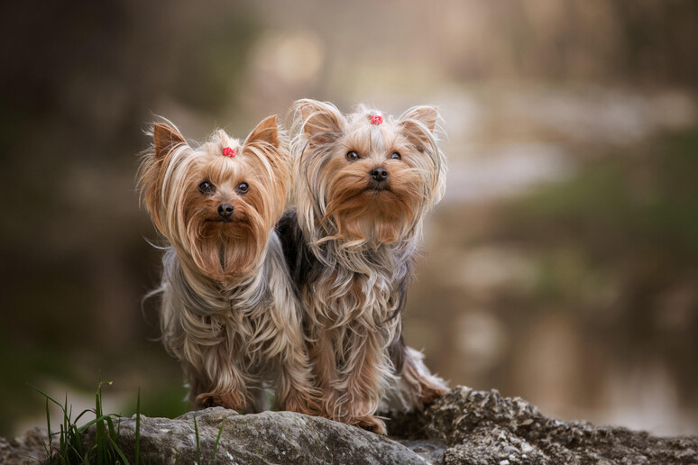 Fotografare i cani, 7 consigli della dog photographer per scattare  bellissime immagini - Pets 