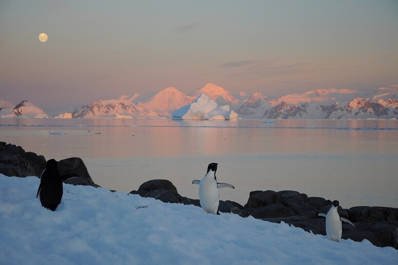 Pinguini sulla penisola antartica (fonte: Università di Leeds–A. Hogg) - RIPRODUZIONE RISERVATA