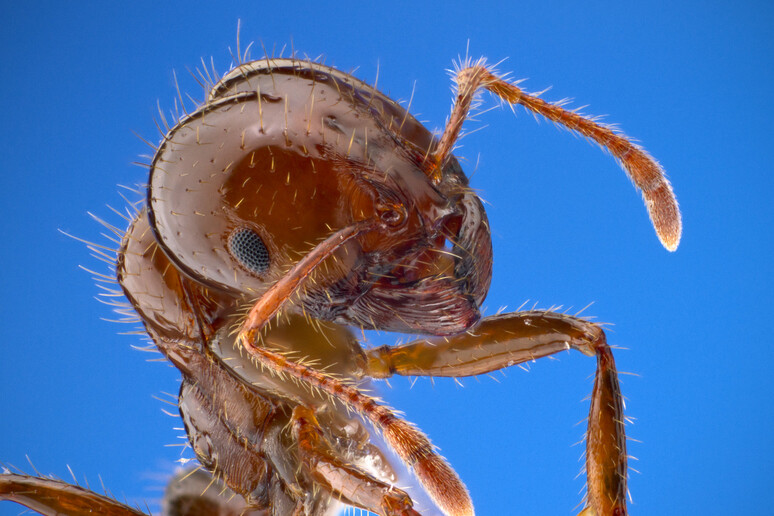 Il ritratto di un esemplare di Solenopsis invicta (fonte: Insects Unlocked, da Flickr) - RIPRODUZIONE RISERVATA