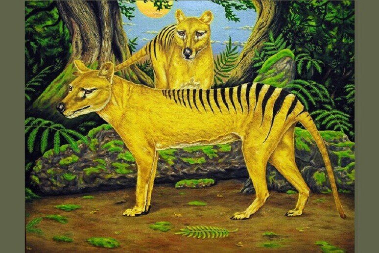 Rappresentazione artistica di due esemplari di tigre della Tasmania (fonte: Polev1979, da Wikipedia) - RIPRODUZIONE RISERVATA