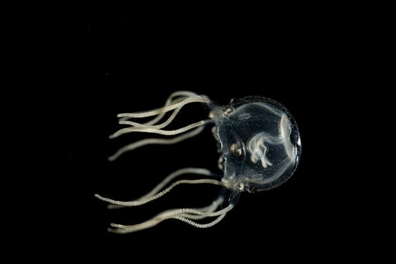 La cubo-medusa Tripedalia Cystophora vive nelle paludi di mangrovie dei Caraibi (fonte: Jan Bielecki) - RIPRODUZIONE RISERVATA