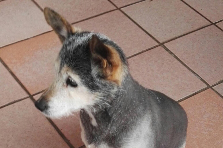 Compie 24 anni Lilly, la cagnolina  'più vecchia del mondo ' -     RIPRODUZIONE RISERVATA