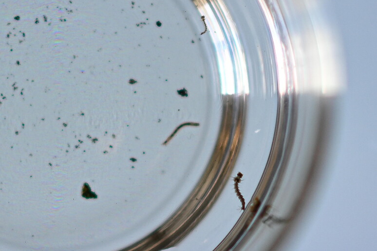La larva della zanzara responsabile della trasmissione della dengue © ANSA/EPA