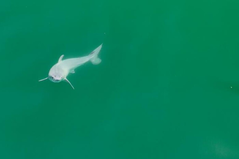 Un’immagine del cucciolo di squalo bianco avvistato in California (fonte: Carlos Gauna/The Malibu Artist) -     RIPRODUZIONE RISERVATA