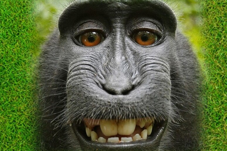 Anche le scimmi hanno il senso dell 'umorismo (fonte: PickPik) -     RIPRODUZIONE RISERVATA