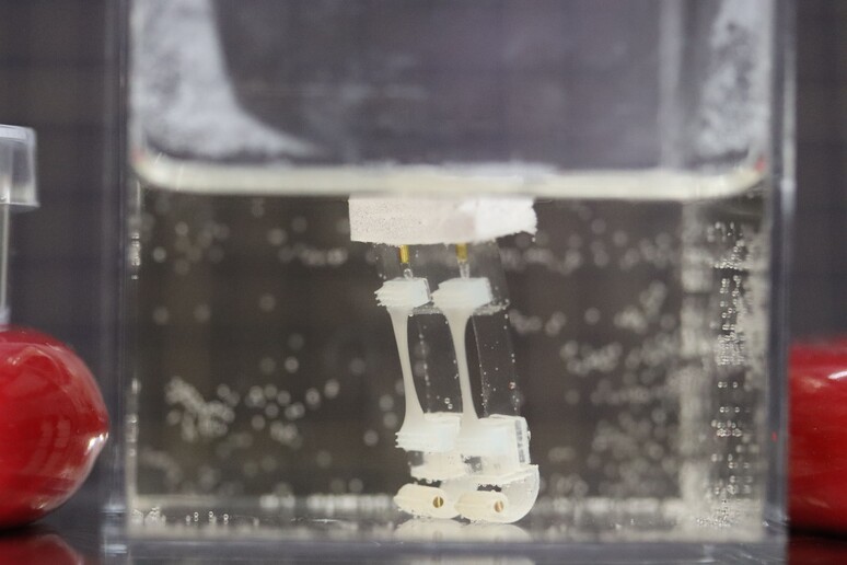 Le gambe del robot ibrido durante il test in acqua (fonte: Shoji Takeuchi research group University of Tokyo) -     RIPRODUZIONE RISERVATA