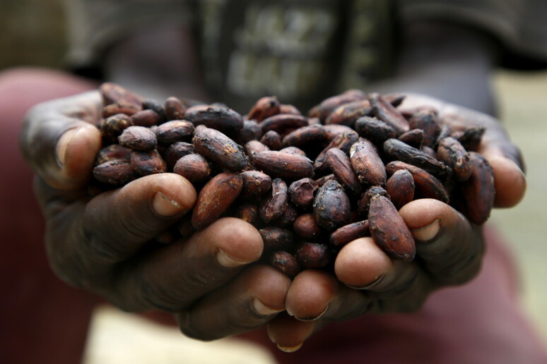 Il cacao vola a 10.000 dollari, verso il caro-cioccolato