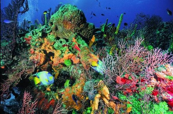 Risultati immagini per barriera corallina messico